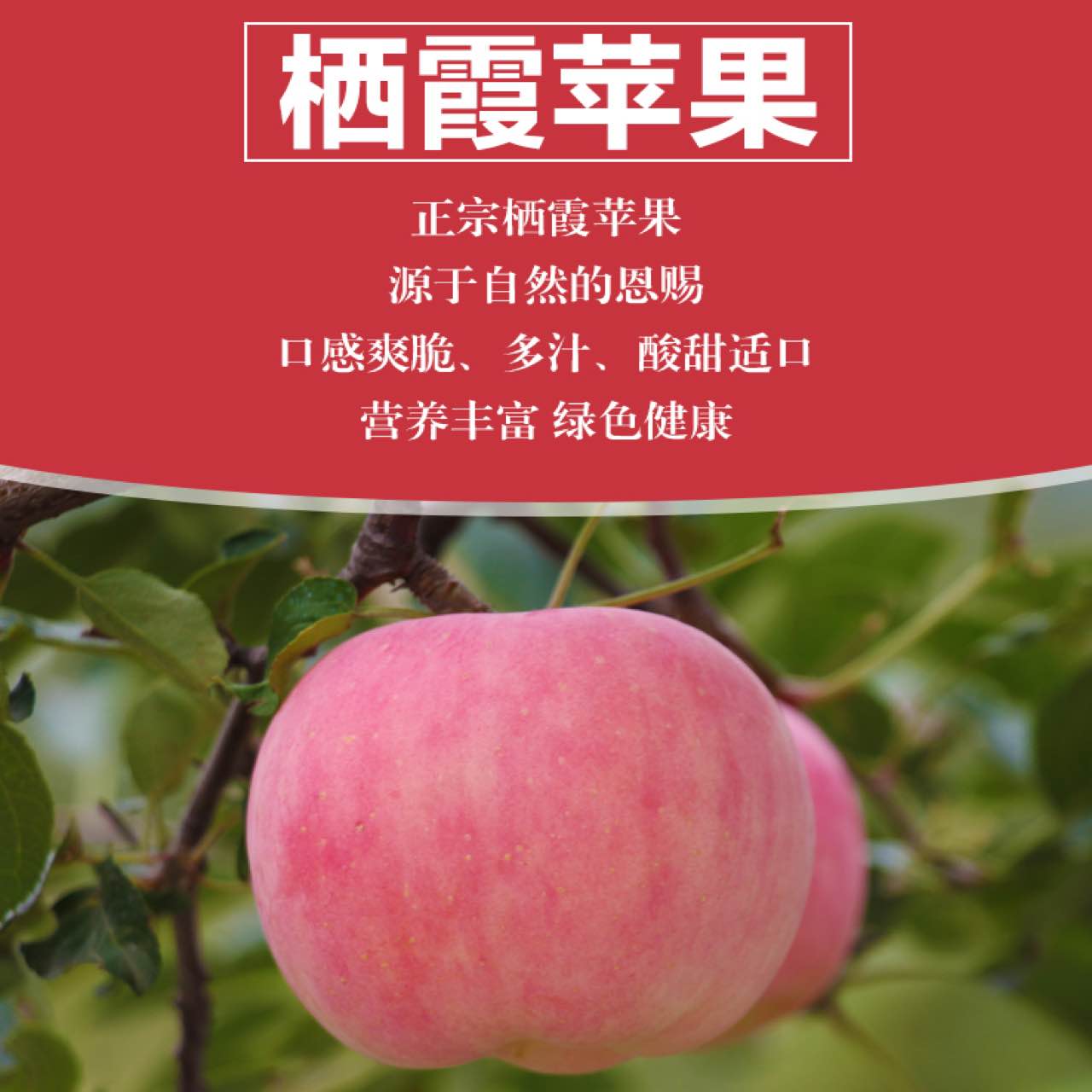 烟台苹果山东特产正宗栖霞红富士苹果新鲜水果5斤