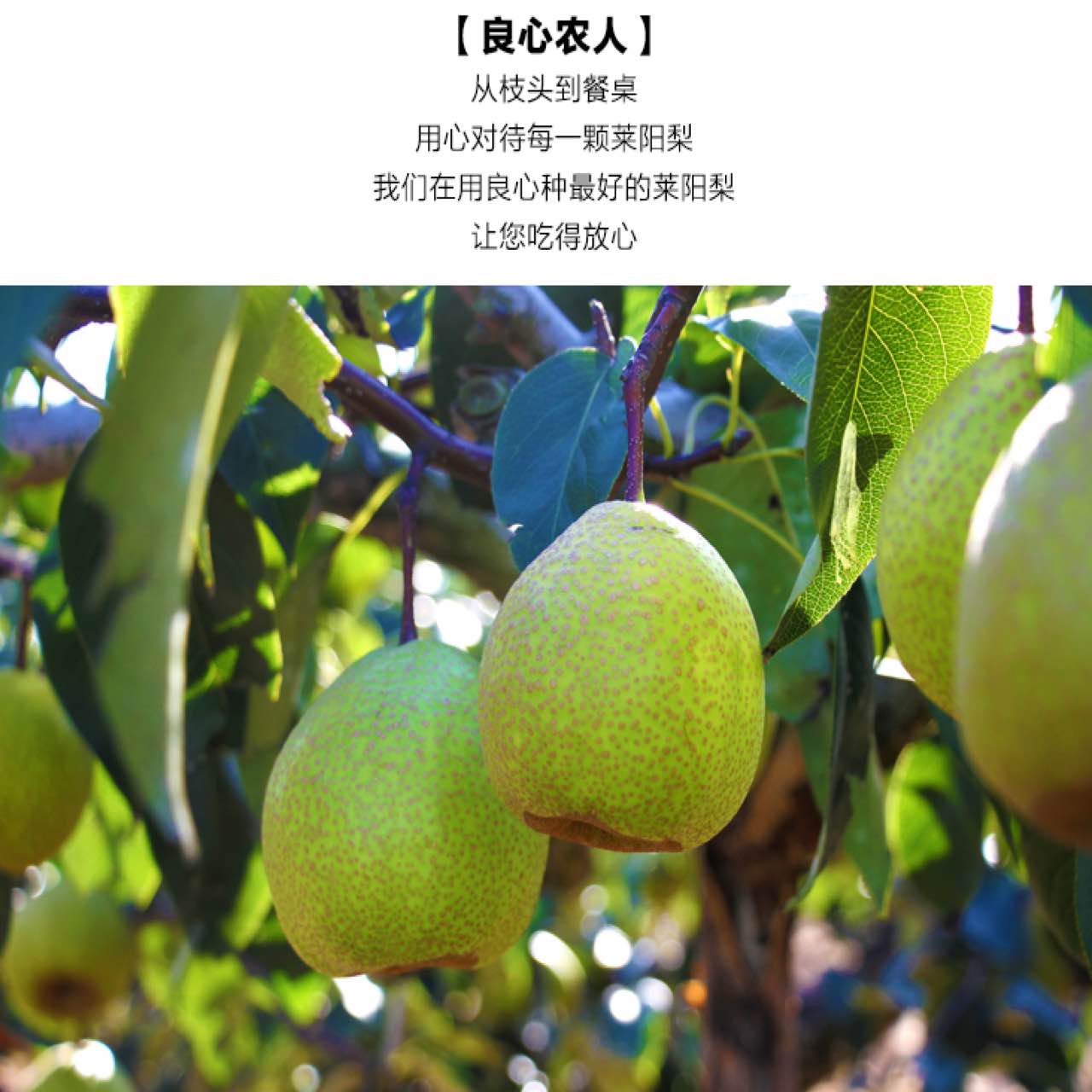 【预售】莱阳梨山东特产正宗香雪鸭梨子新鲜水果莱阳梨慈梨送2斤