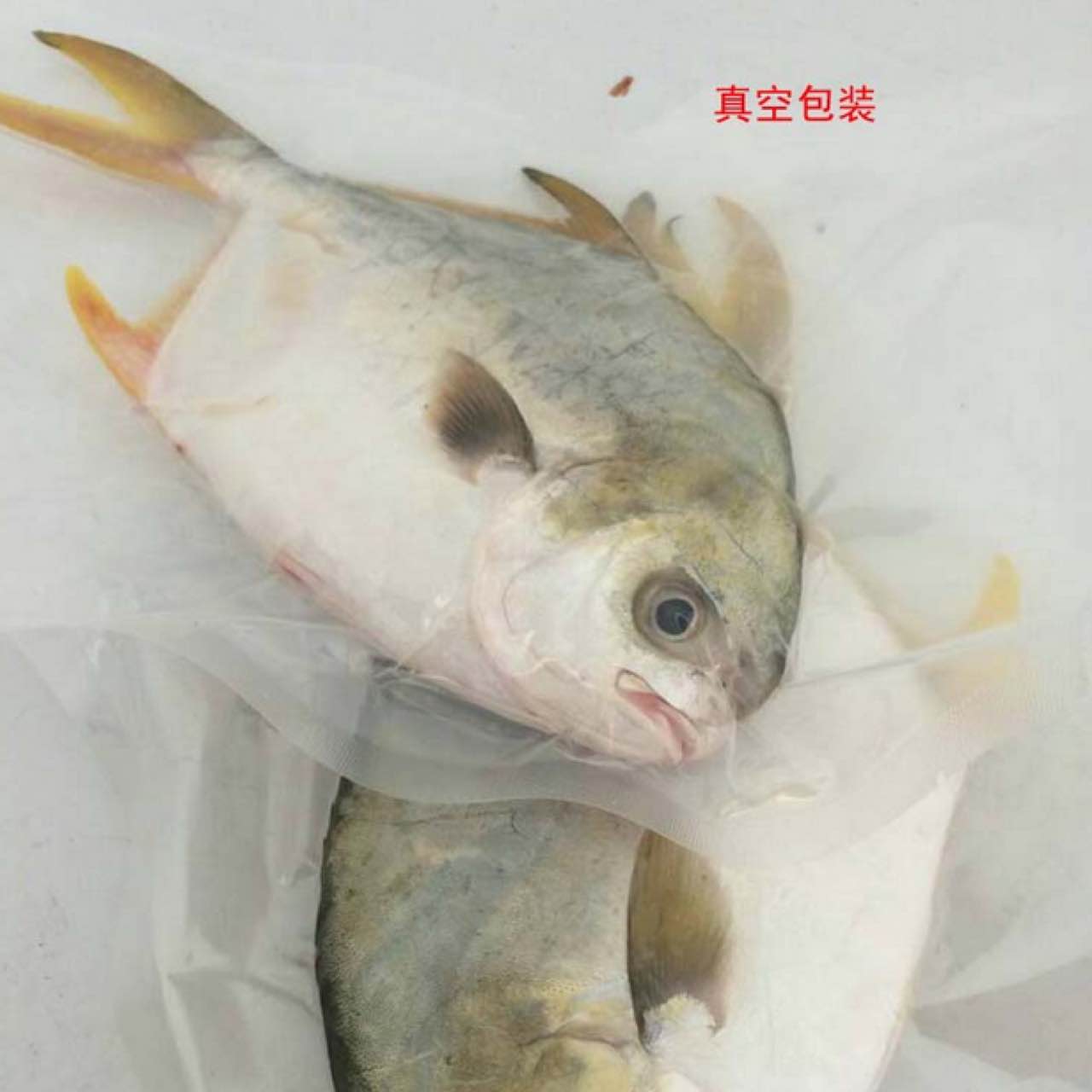 野生 鲜活 海鲜 大金鲳鱼 平鱼 镜鱼 鲳鳊鱼 平鲳 水产生鲜