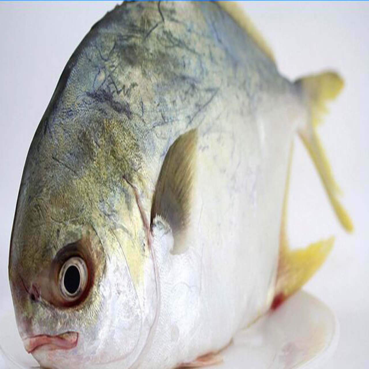 野生 鲜活 海鲜 大金鲳鱼 平鱼 镜鱼 鲳鳊鱼 平鲳 水产生鲜
